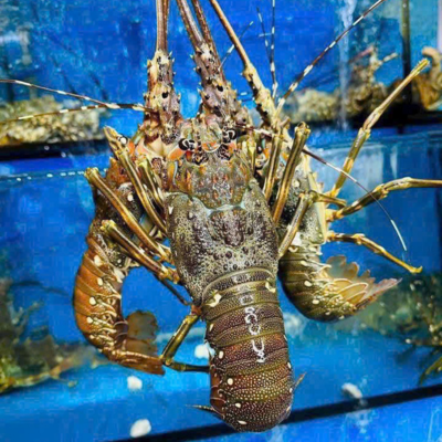 NGON CHUẨN THIÊN NHIÊN