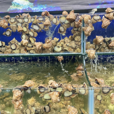 HẢI SẢN ĐA DẠNG