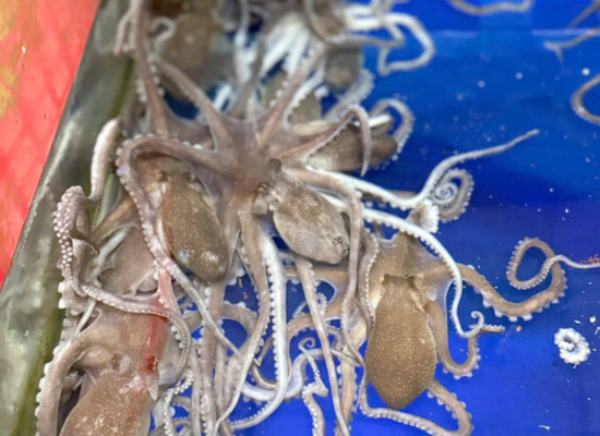 HẢI SẢN ĐẠI DƯƠNG