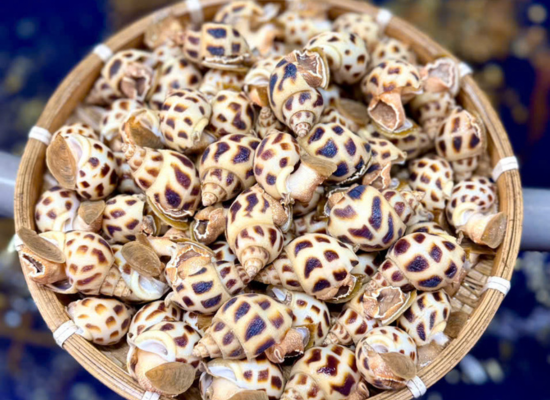 HẢI SẢN ĐẠI DƯƠNG