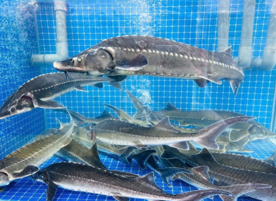 HẢI SẢN ĐẠI DƯƠNG