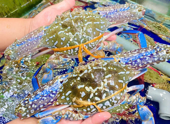 HẢI SẢN ĐẠI DƯƠNG