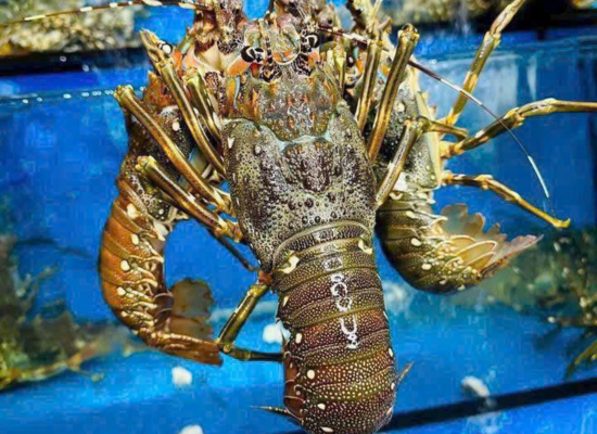 HẢI SẢN ĐẠI DƯƠNG