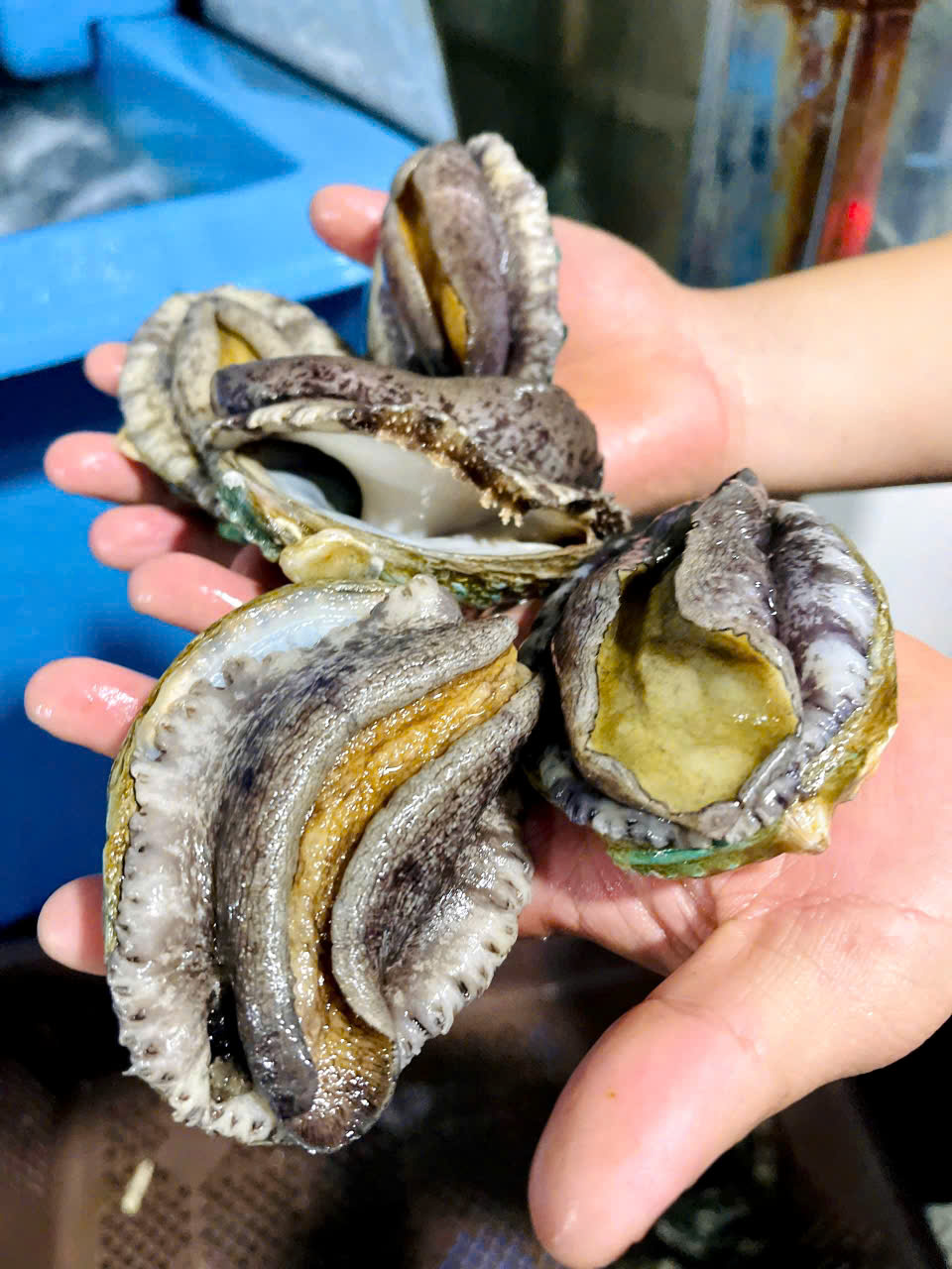 Bào Ngư Hàn Quốc Sống