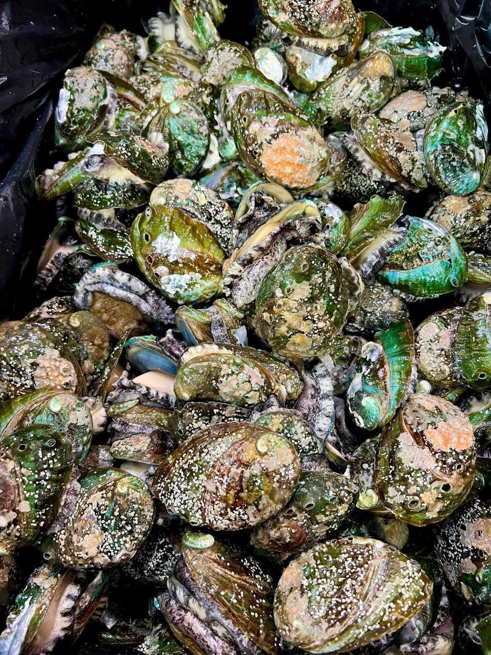 Bào Ngư Hàn Quốc Sống