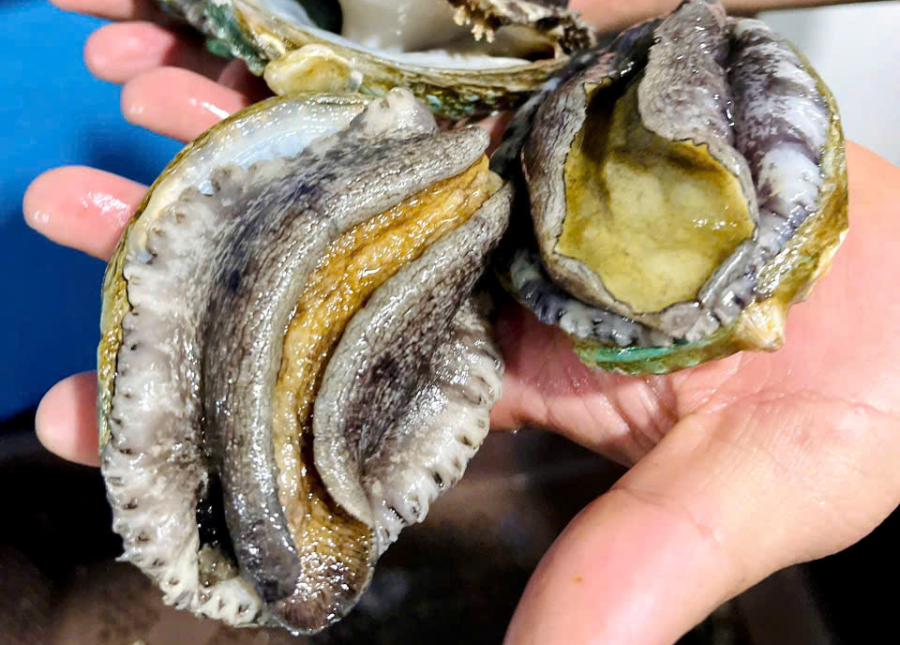 Bào Ngư Hàn Quốc Sống