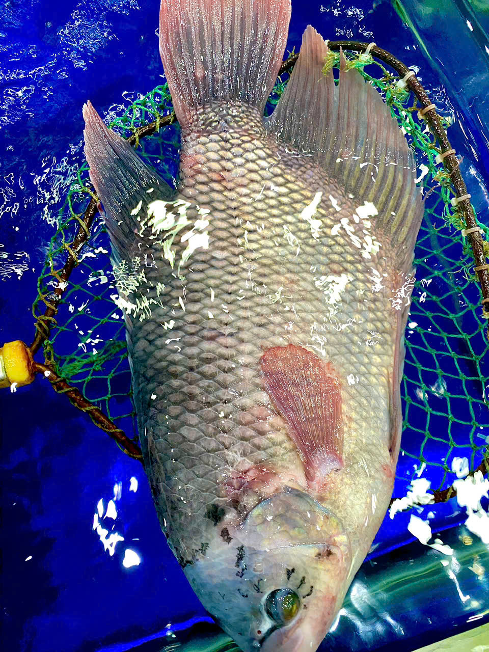 Cá Tai Tượng 1,3 - 5kg