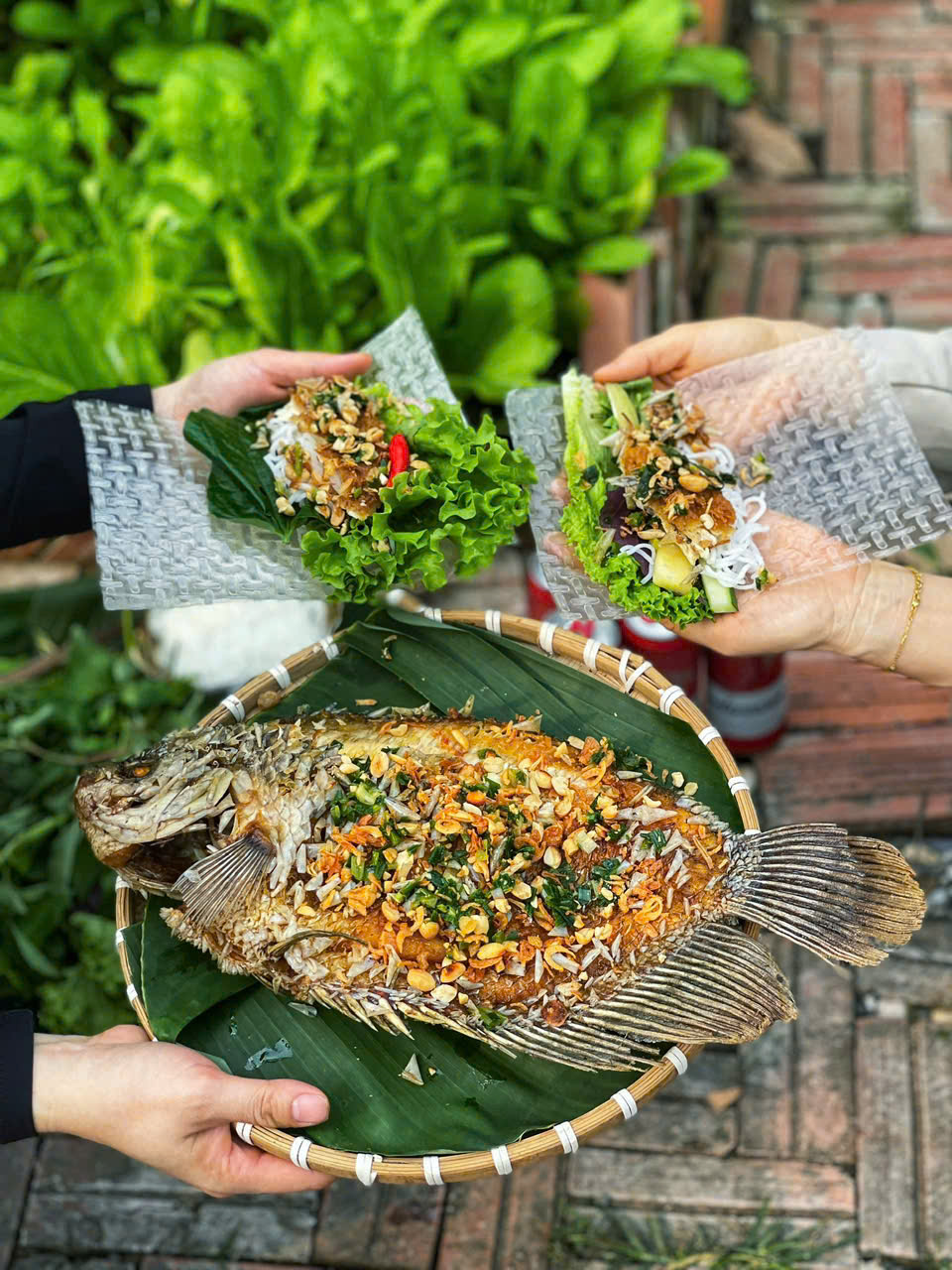 Cá Tai Tượng 1,3 - 5kg