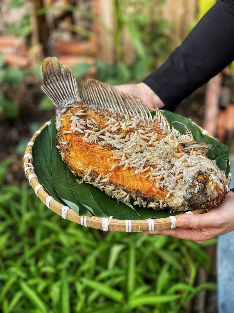 Cá Tai Tượng 1,3 - 5kg