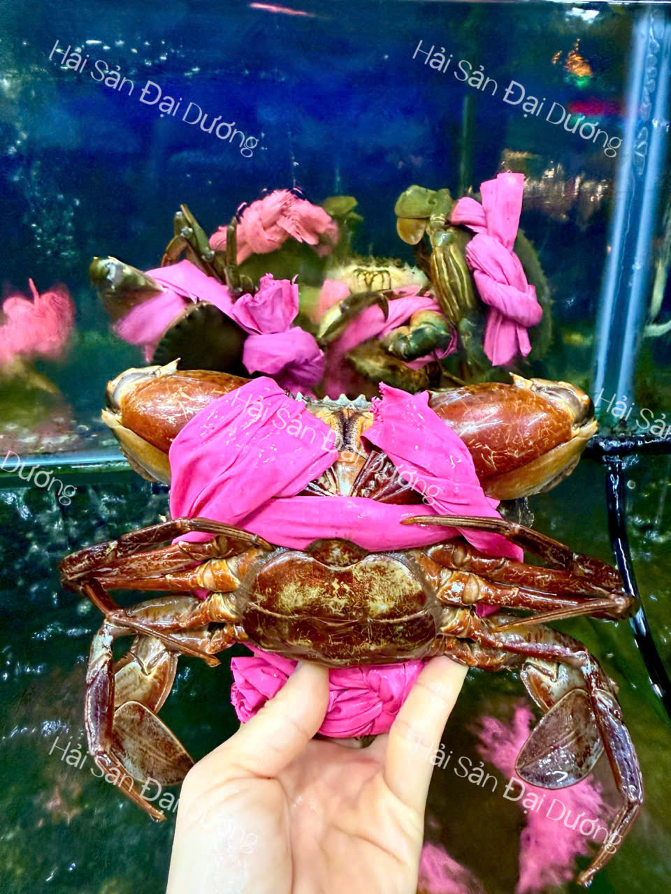 Cua Cà Mau - cua gạch lớn