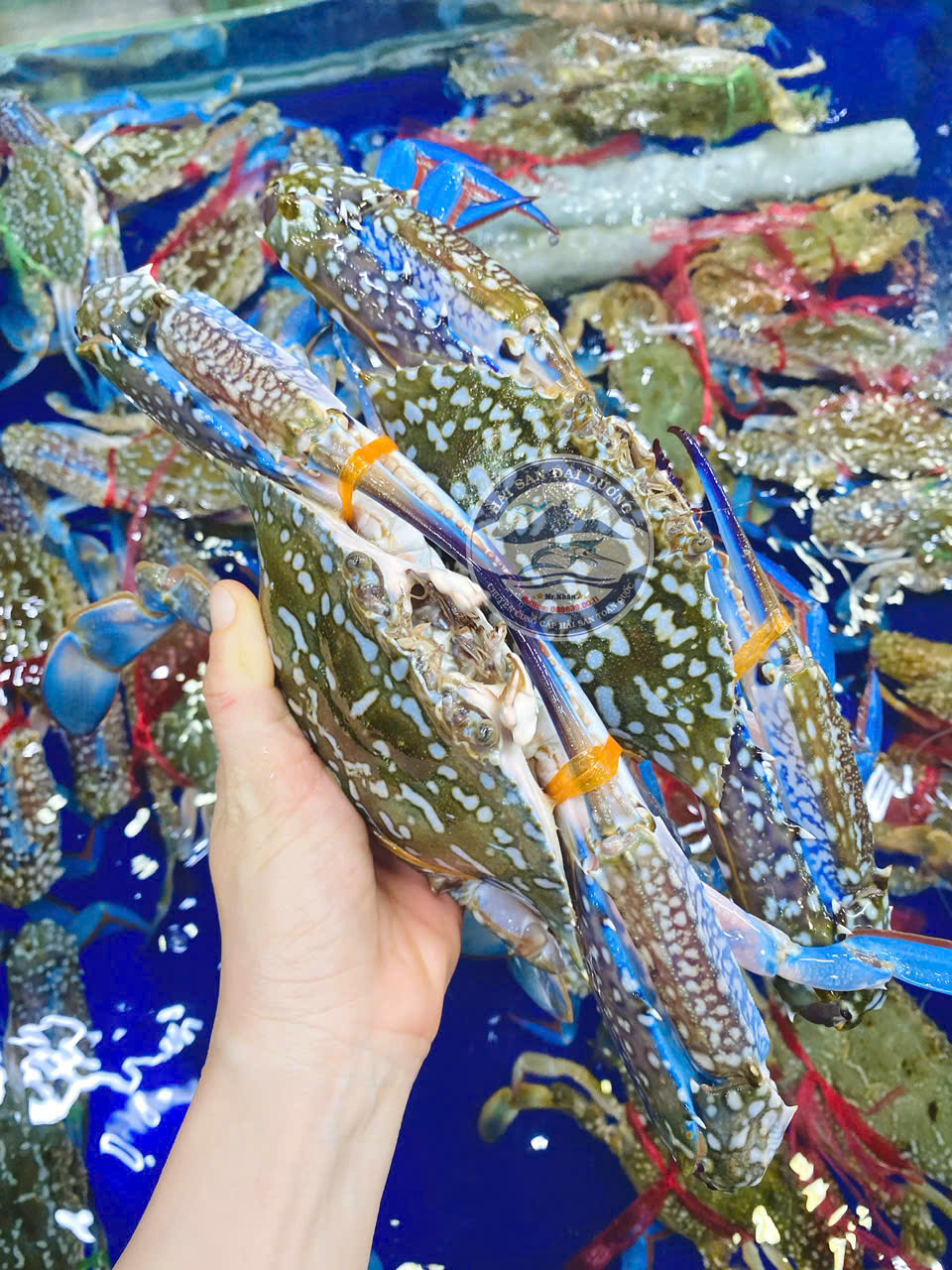 Ghẹ xanh Size 3-4 con 1kg