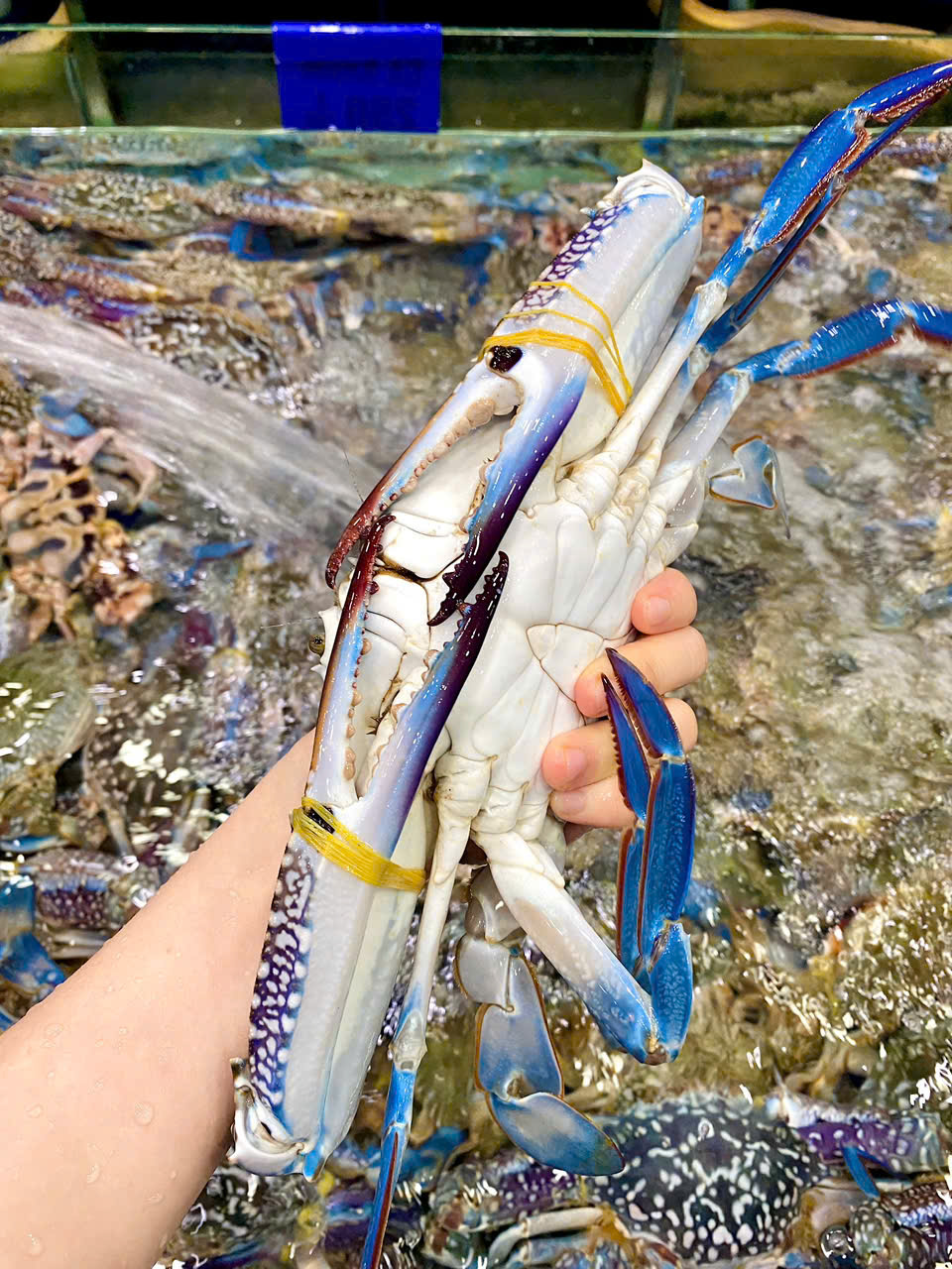 Ghẹ xanh Size 3-4 con 1kg