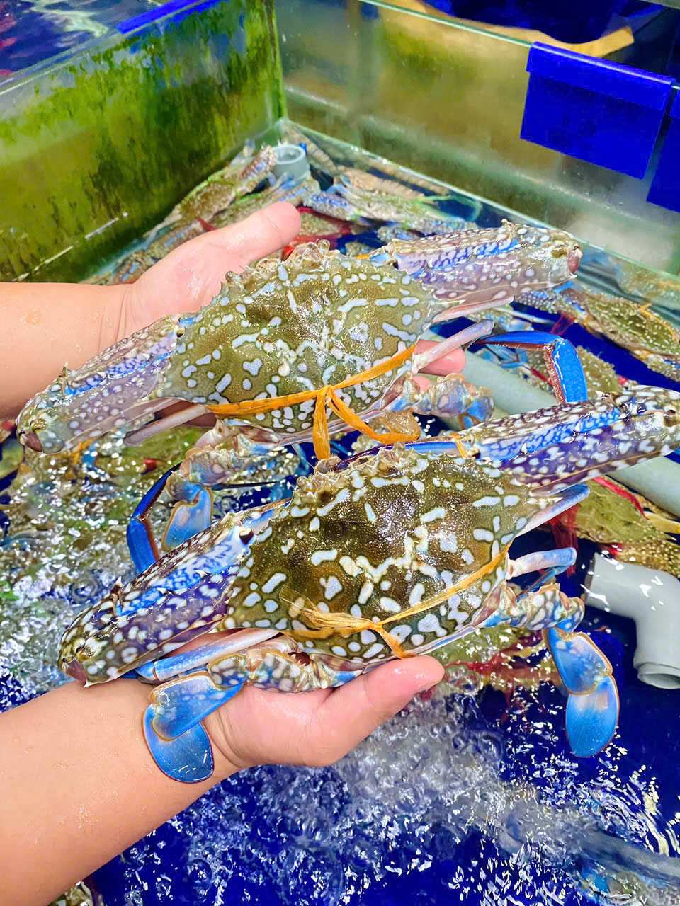 Ghẹ xanh Size 3-4 con 1kg