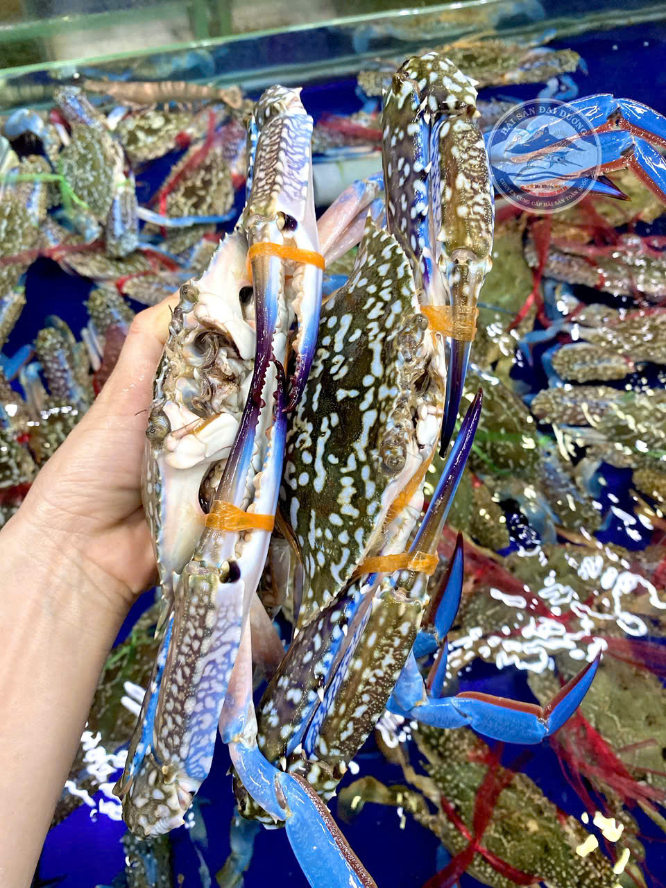 Ghẹ xanh Size 3-4 con 1kg