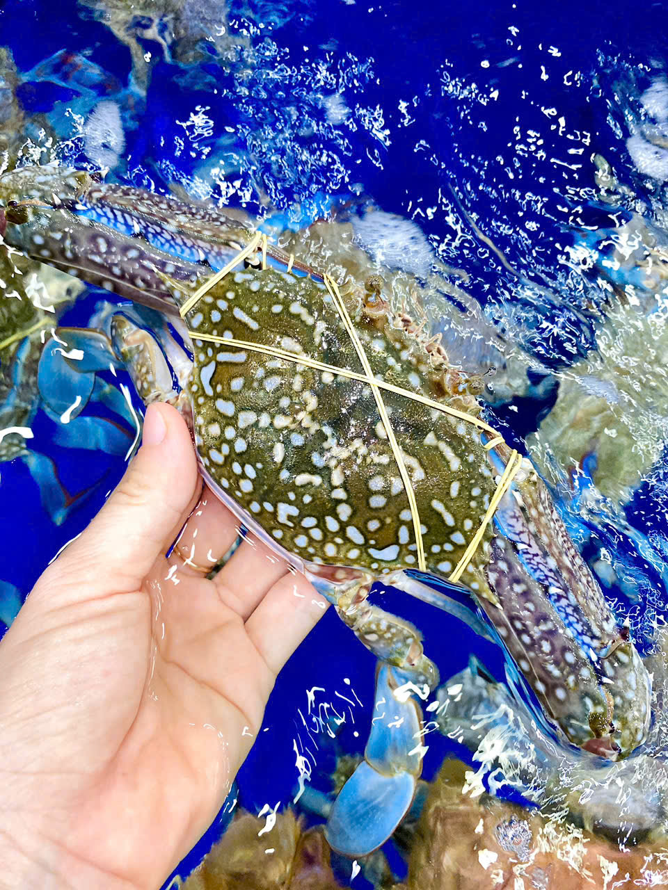 Ghẹ xanh Size 4-5 con 1kg