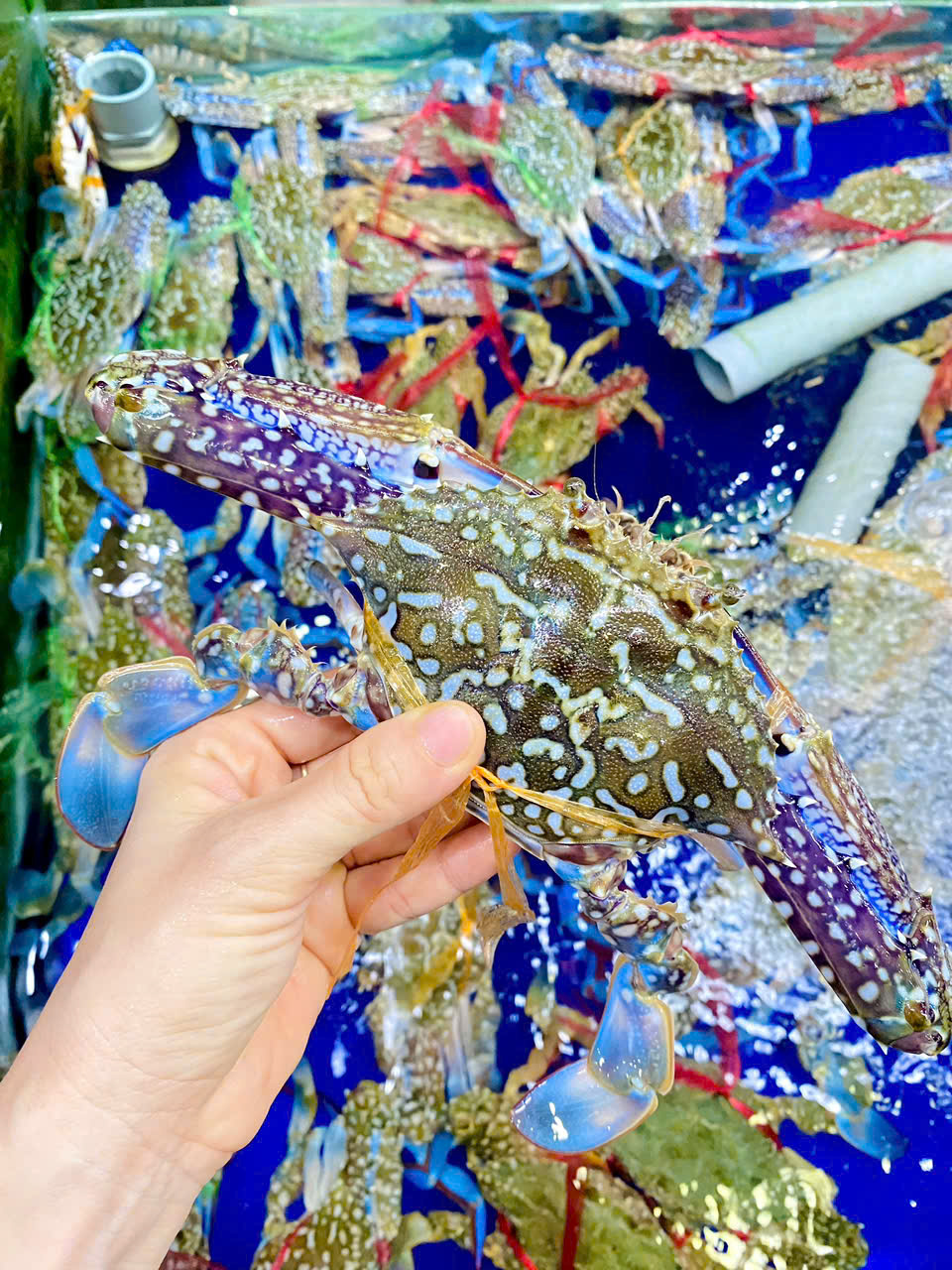 Ghẹ xanh Size 4-5 con 1kg