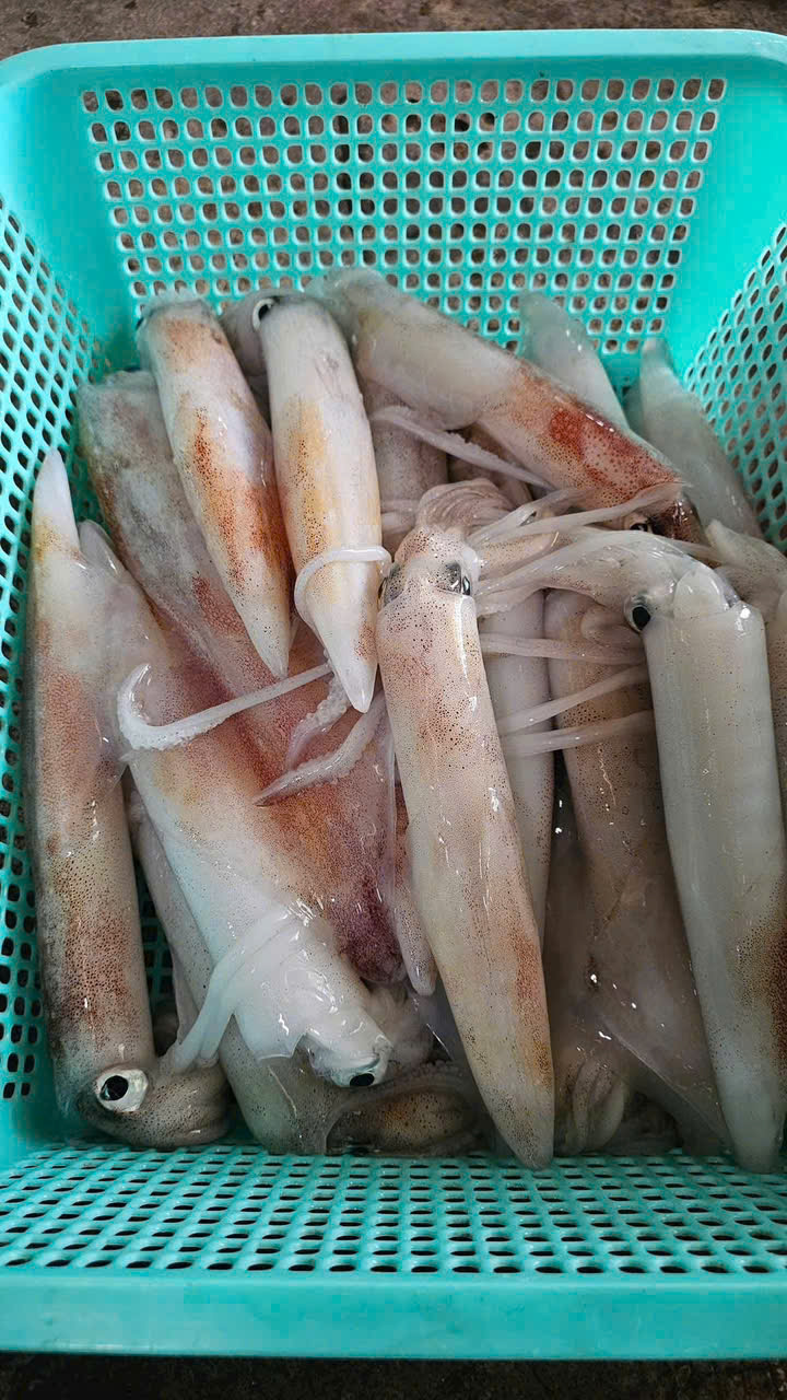 Mực ống (cấp đông) Size 18-20 con 1kg