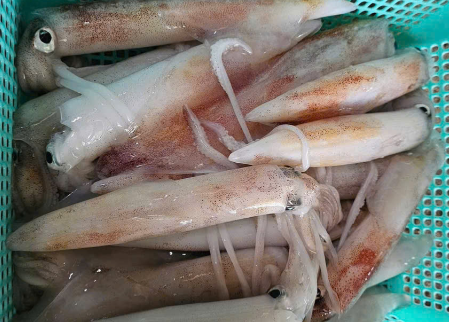 Mực ống (cấp đông) Size 18-20 con 1kg