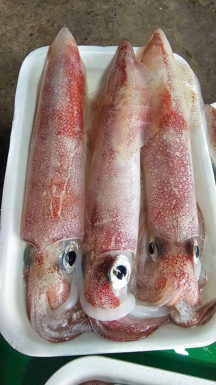 Mực ống (cấp đông) Size 5-6 con 1kg