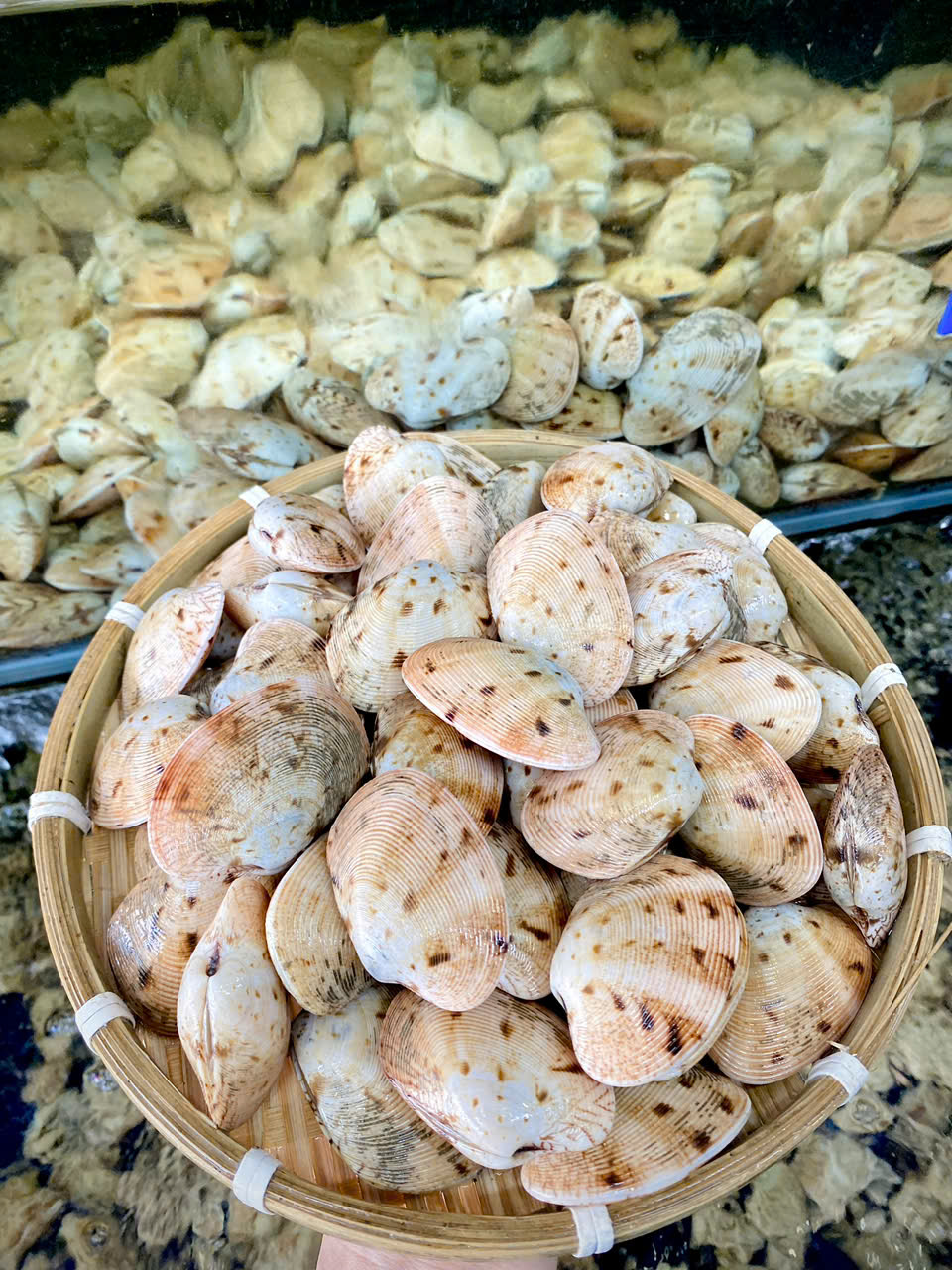 Ngao 2 Còi Thiên Nhiên Size 25-28