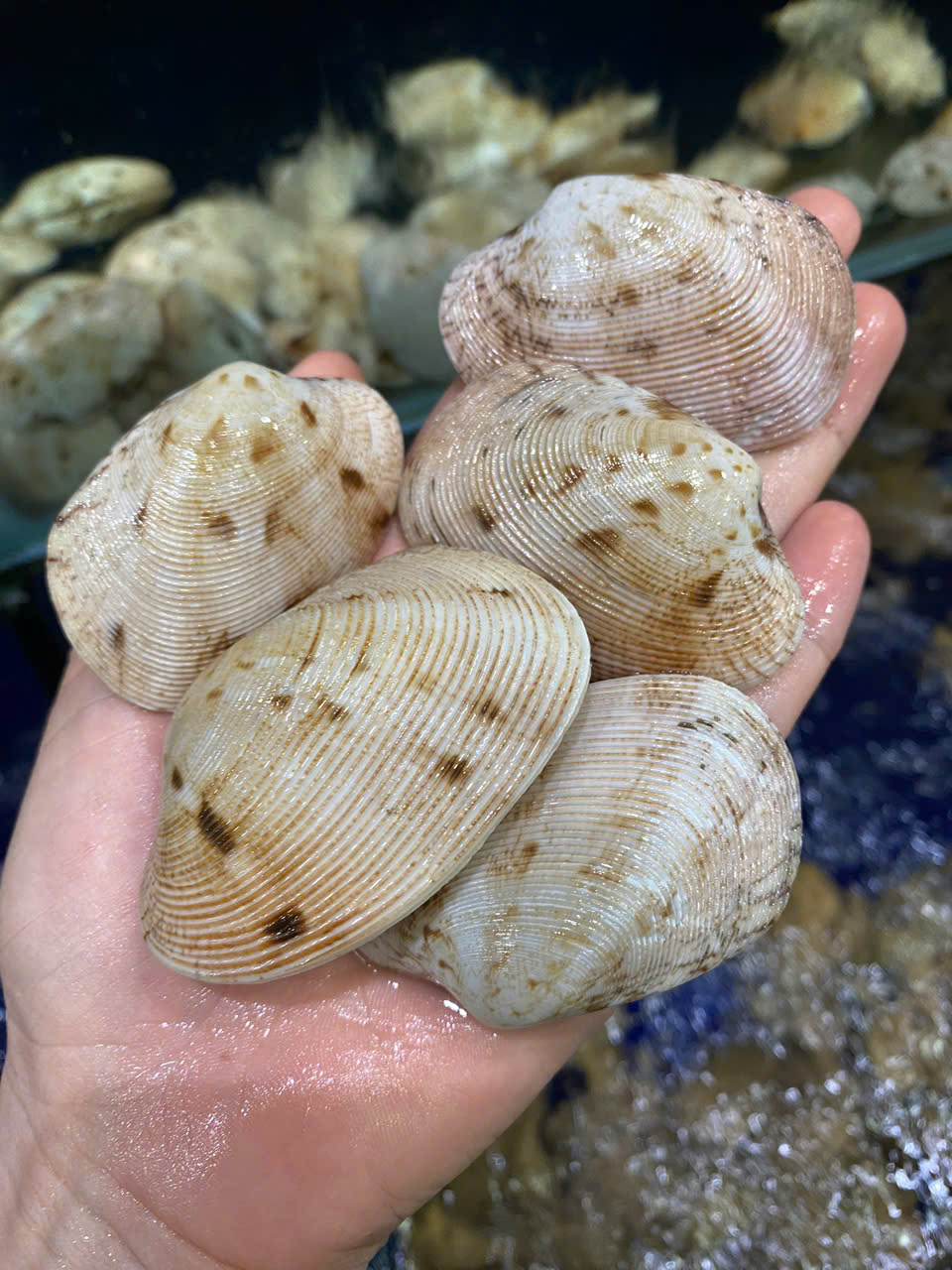 Ngao 2 Còi Thiên Nhiên Size 25-28