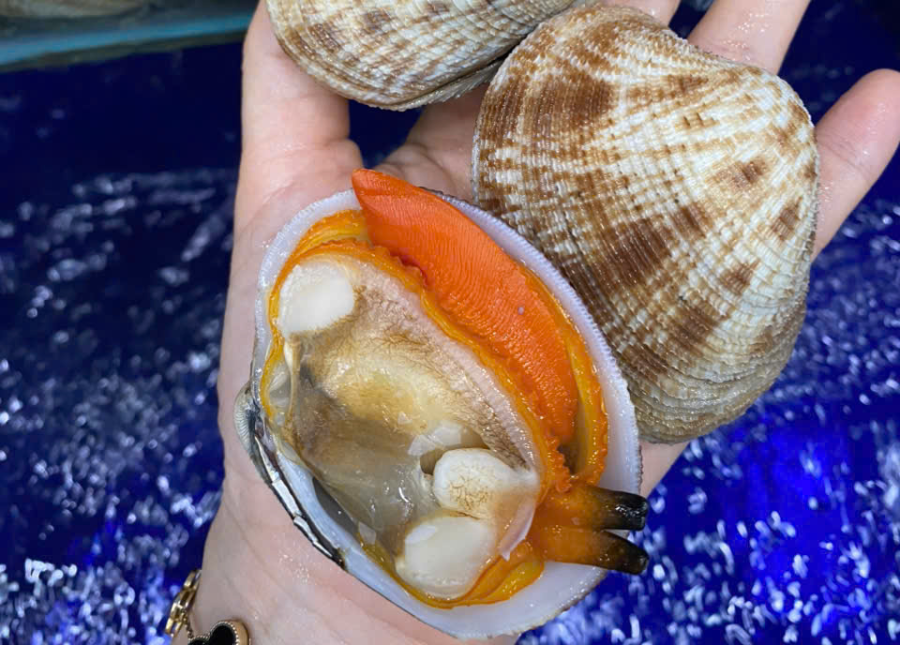 Ngao 2 Còi Thiên Nhiên Size 25-28