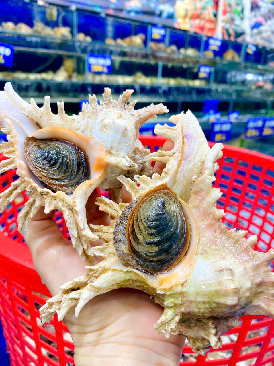 Ốc Gai 600gr-1kg 1 con