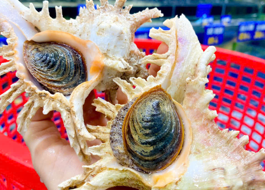 Ốc Gai 600gr-1kg 1 con