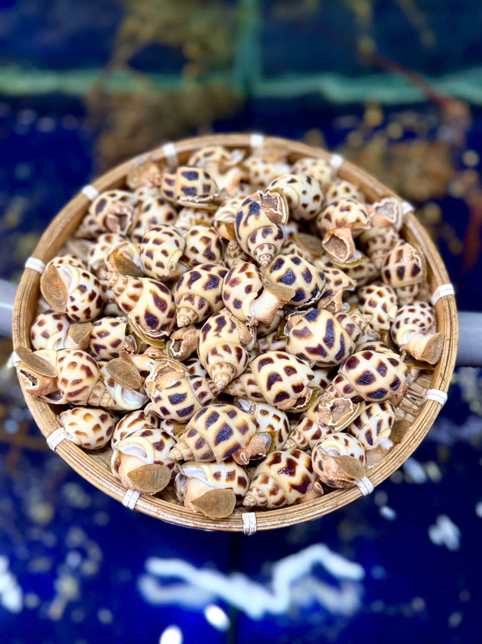 Ốc Hương Thiên Nhiên size 60-70