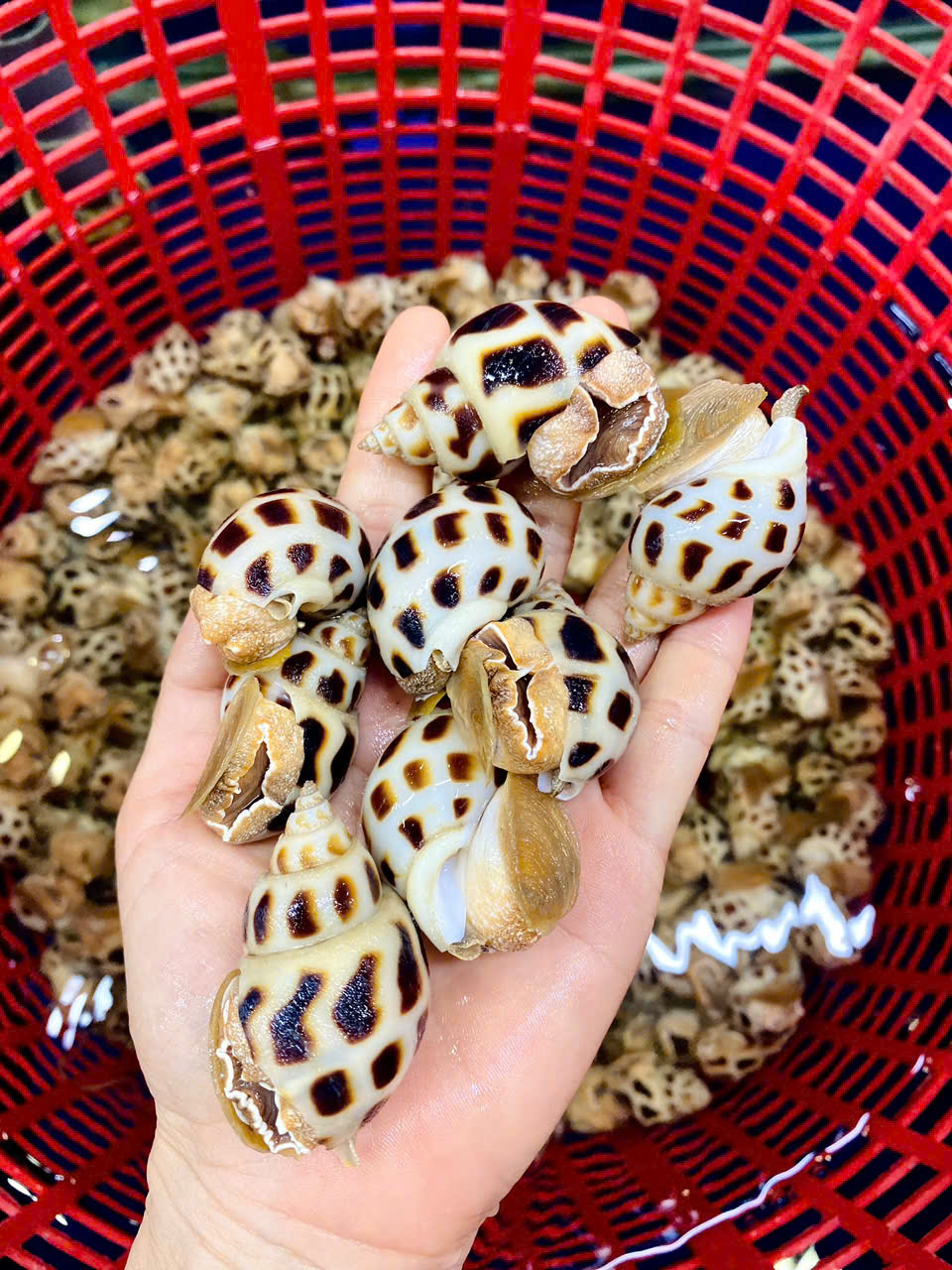 Ốc Hương Thiên Nhiên size 60-70