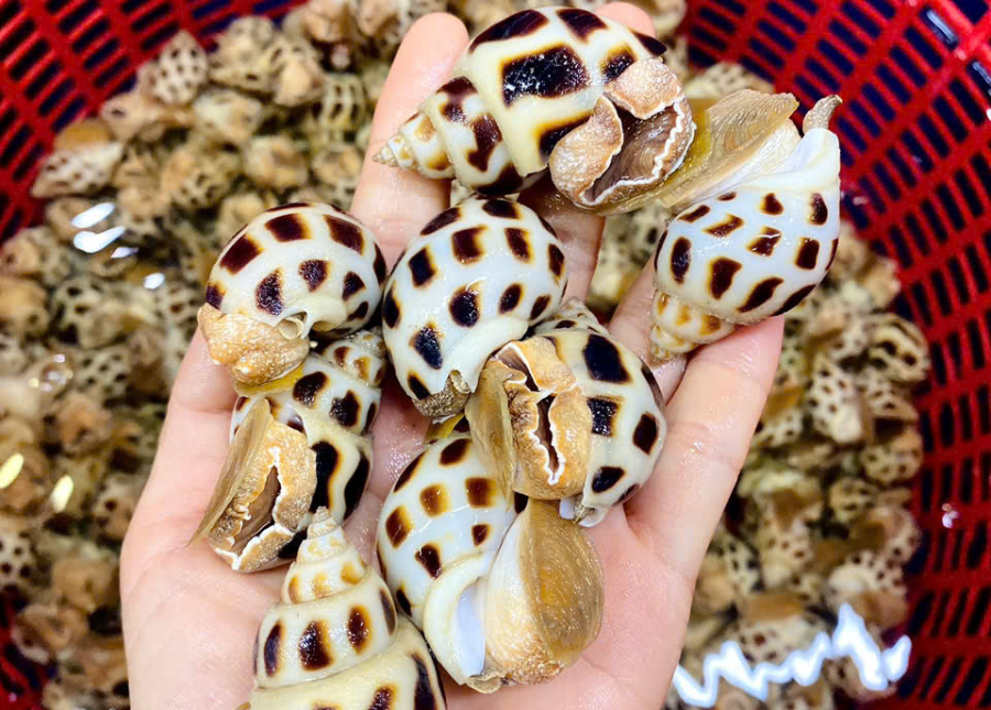 Ốc Hương Thiên Nhiên size 60-70