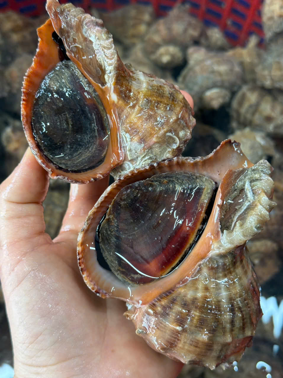 Ốc Miệng Rộng Lớn