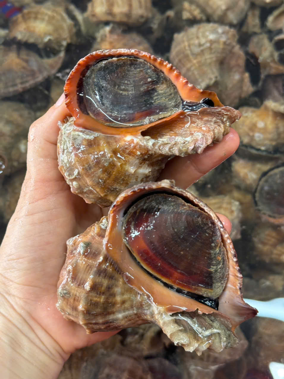 Ốc Miệng Rộng Lớn