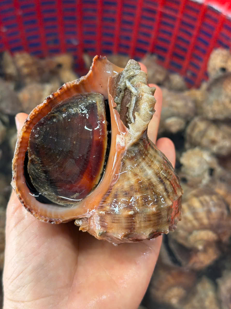 Ốc Miệng Rộng Lớn