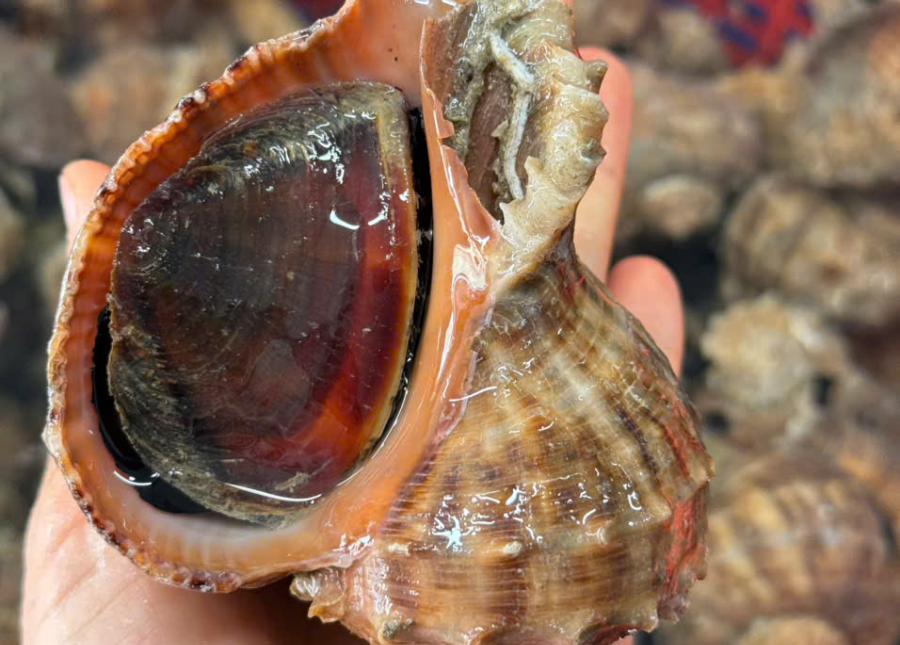 Ốc Miệng Rộng Lớn