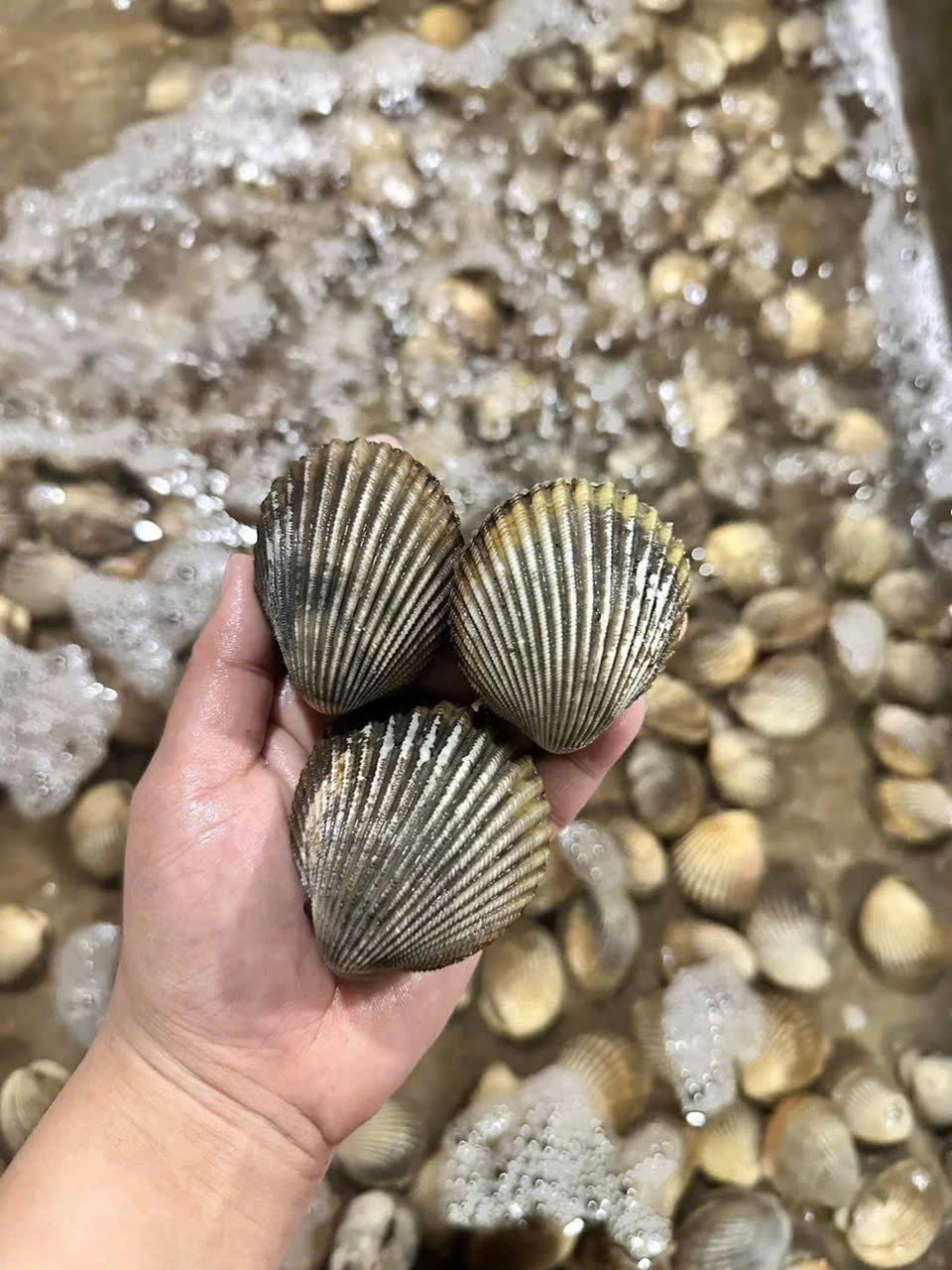 Sò Dương Xanh Size 18-20