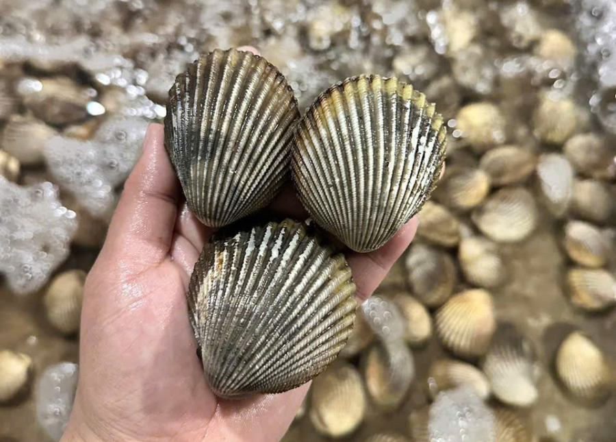 Sò Dương Xanh Size 18-20