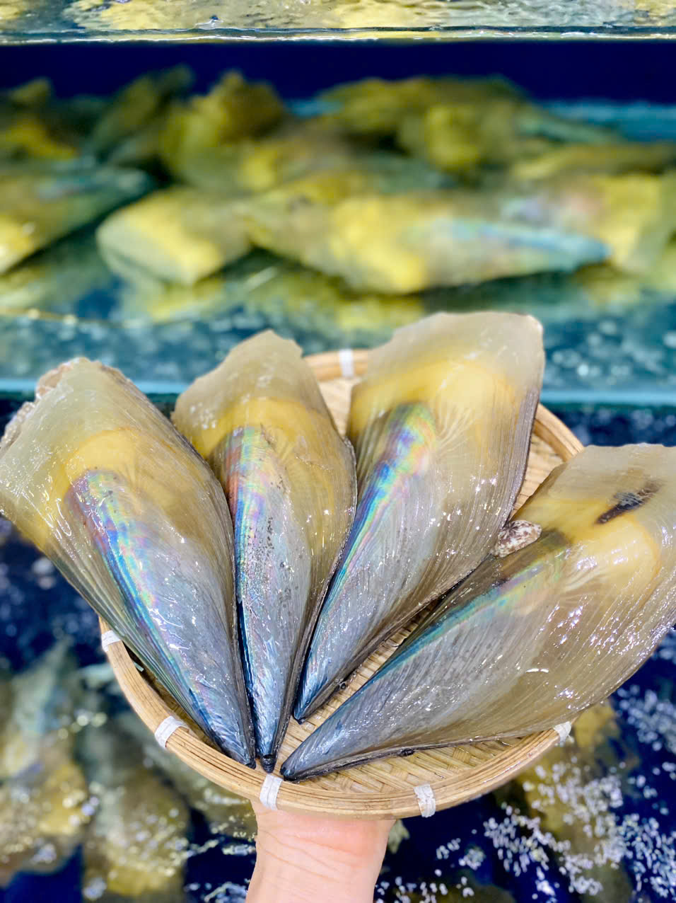 Sò Mai Vàng (giá 1 con)