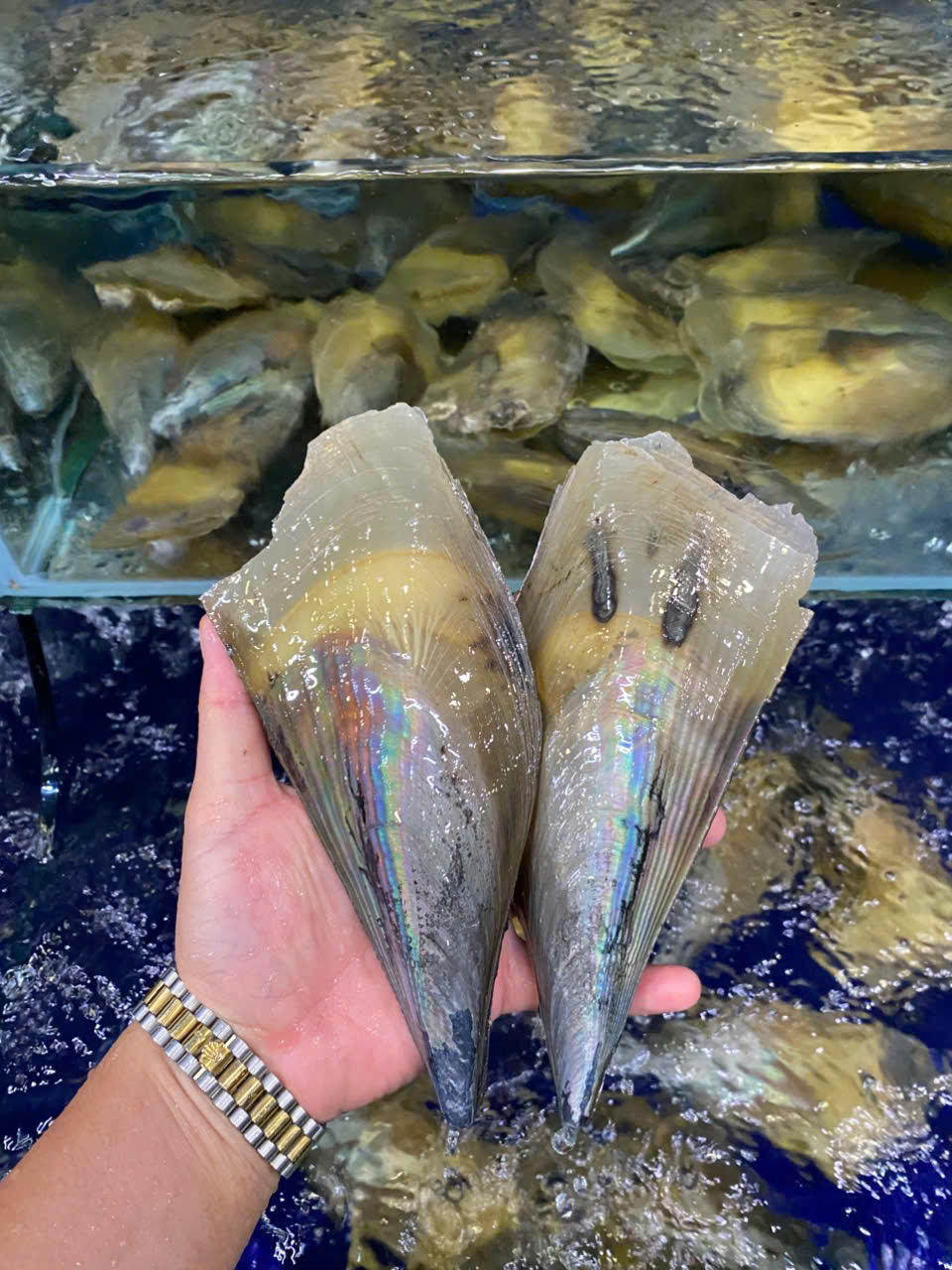 Sò Mai Vàng (giá 1 con)