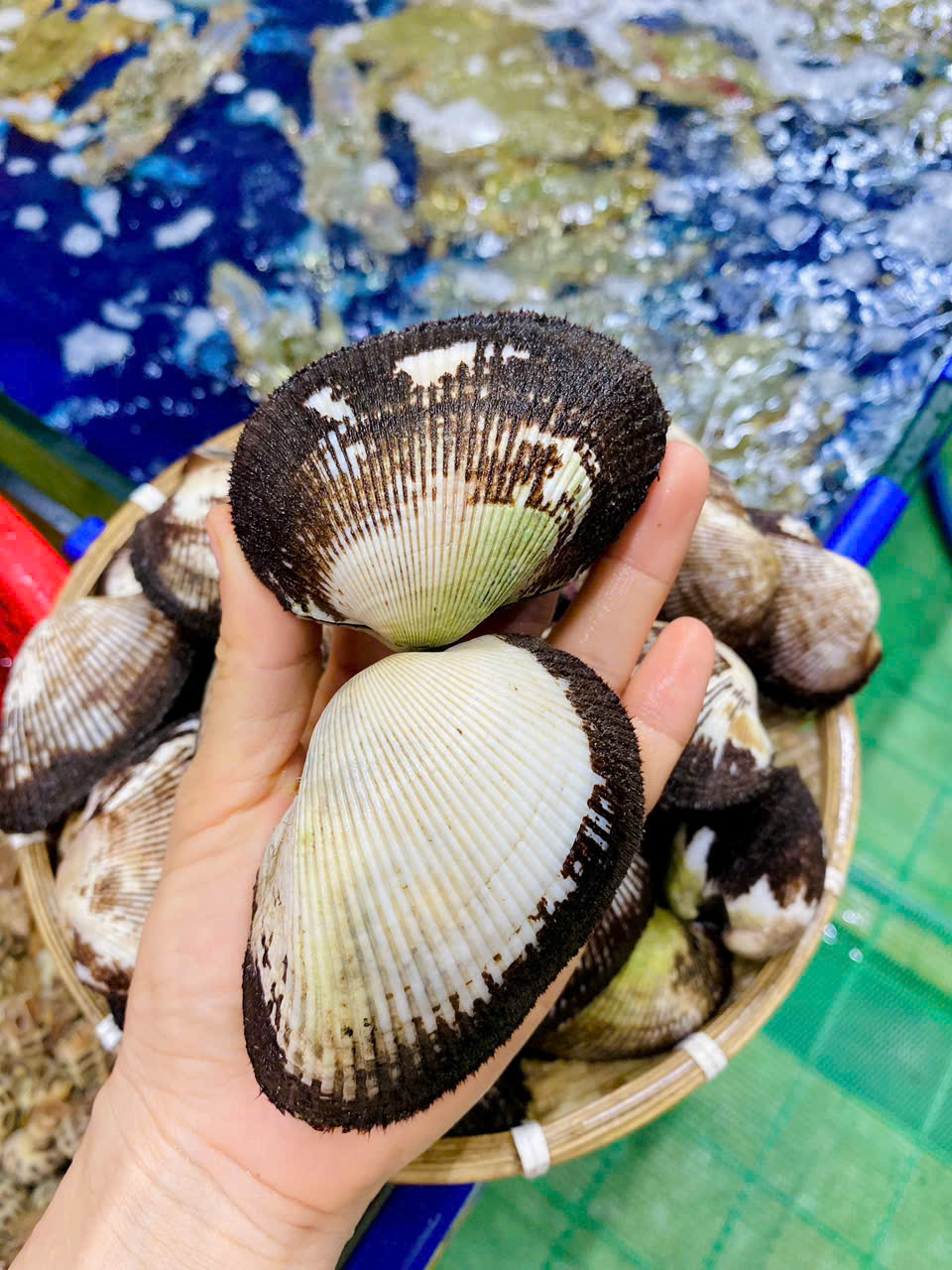 Sò Nhung Lông Cồ Size 14-16