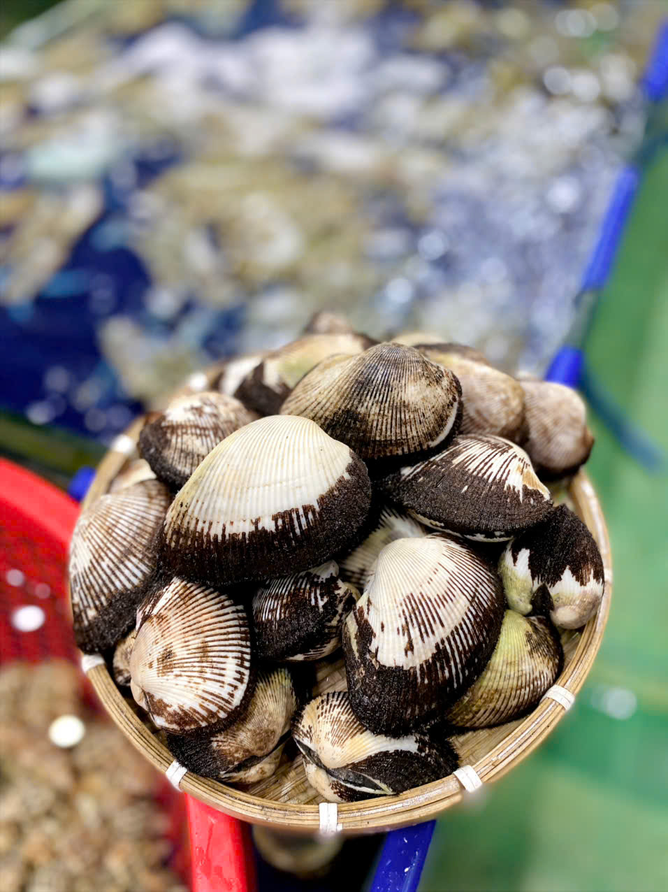 Sò Nhung Lông Cồ Size 14-16