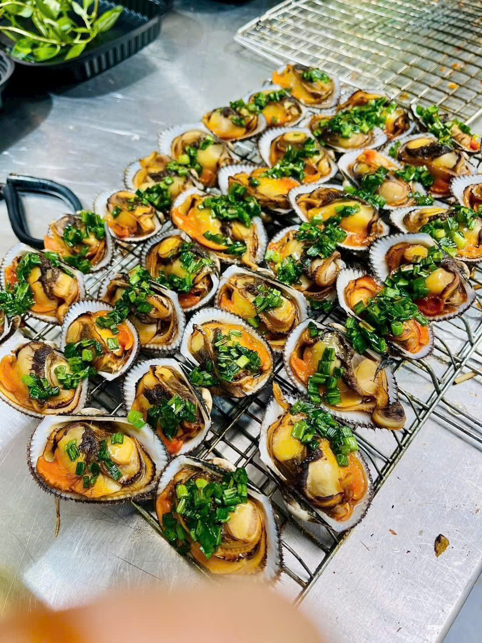 Sò Nhung Lông Cồ Size 14-16