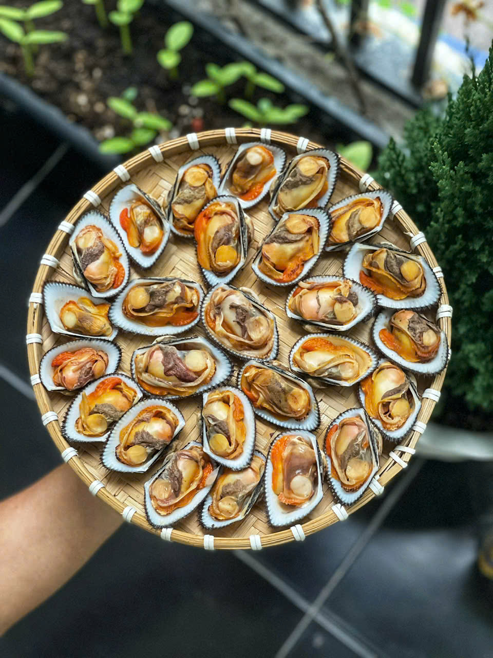 Sò Nhung Lông Cồ Size 14-16