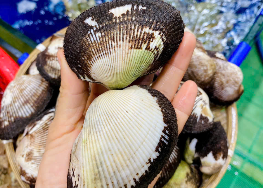 Sò Nhung Lông Cồ Size 14-16