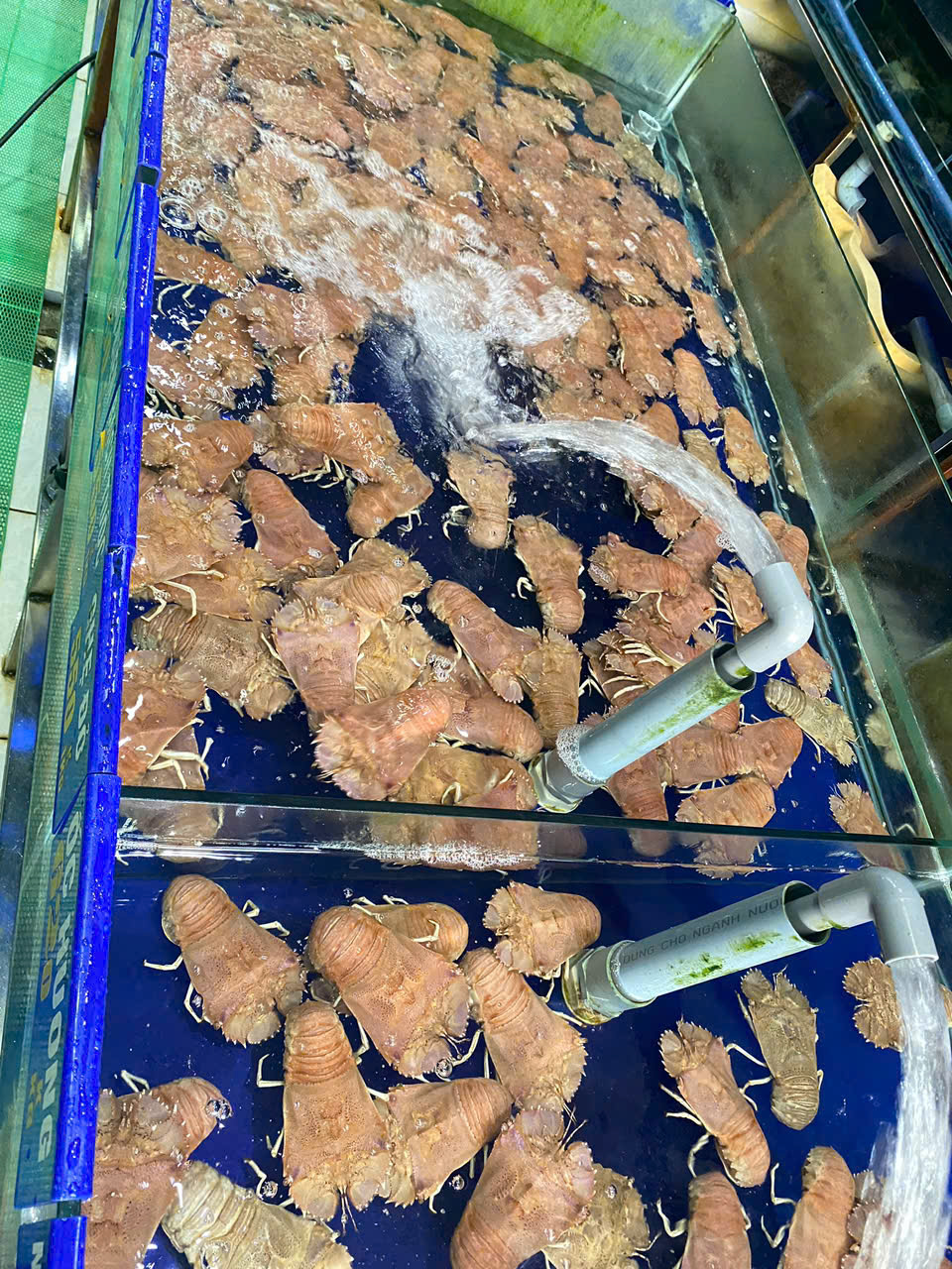 Tôm Mũ Ni 5-6 con 1kg