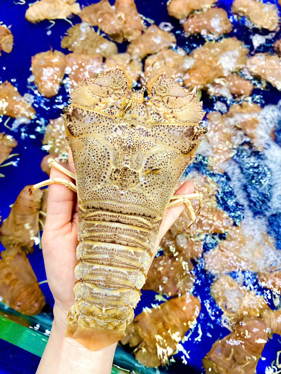 Tôm Mũ Ni 8-10 con 1kg