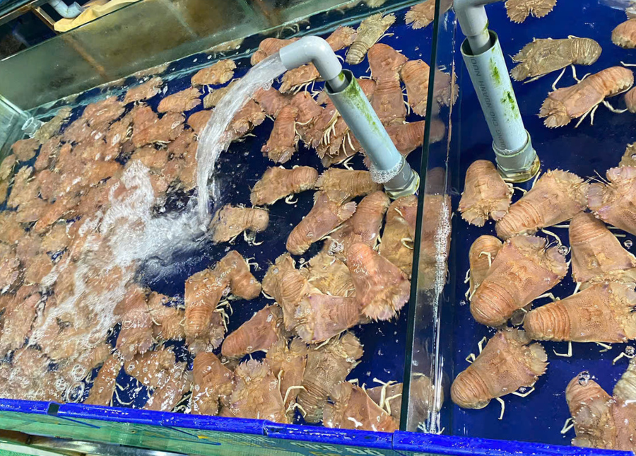 Tôm Mũ Ni 8-10 con 1kg